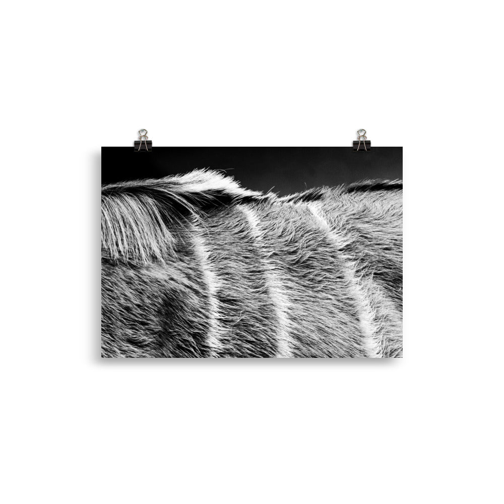 Wildlife - Poster
