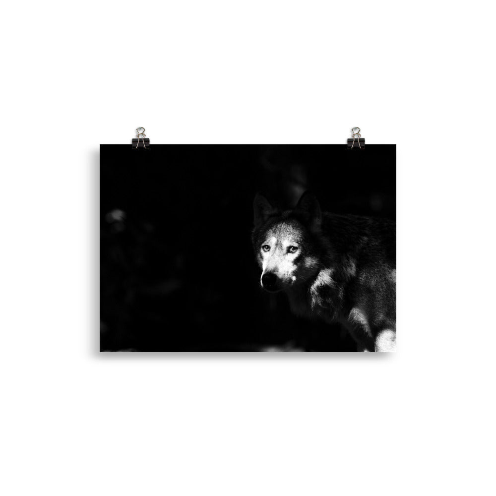 Wolf im dunklen Wald - Poster