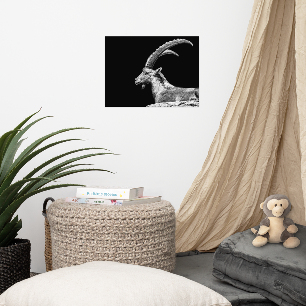 Steinbock Poster in schwarz-weiß