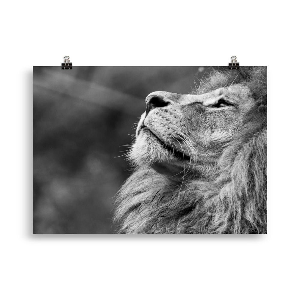 Löwe - Poster