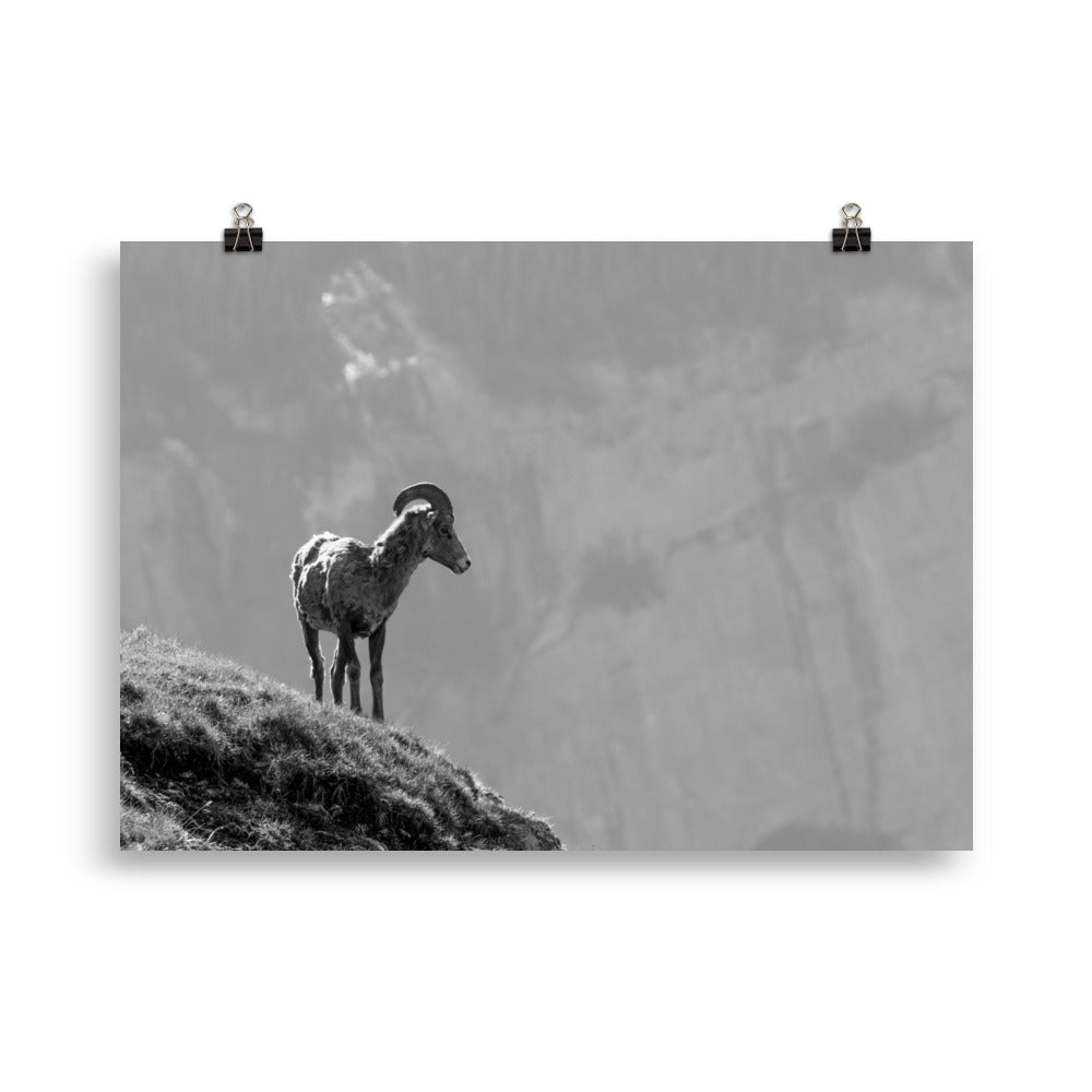 Wildlife in Kanada - Poster