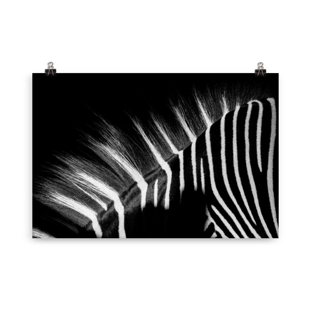 Zebramuster - Poster