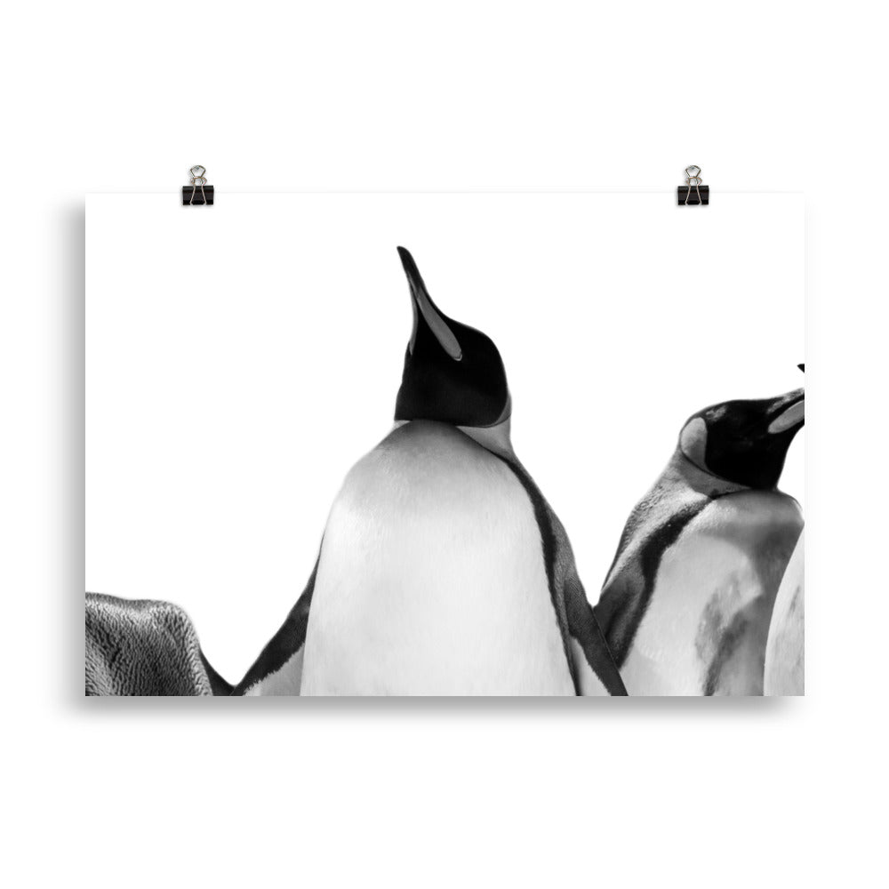 Kaiserpinguine - Poster