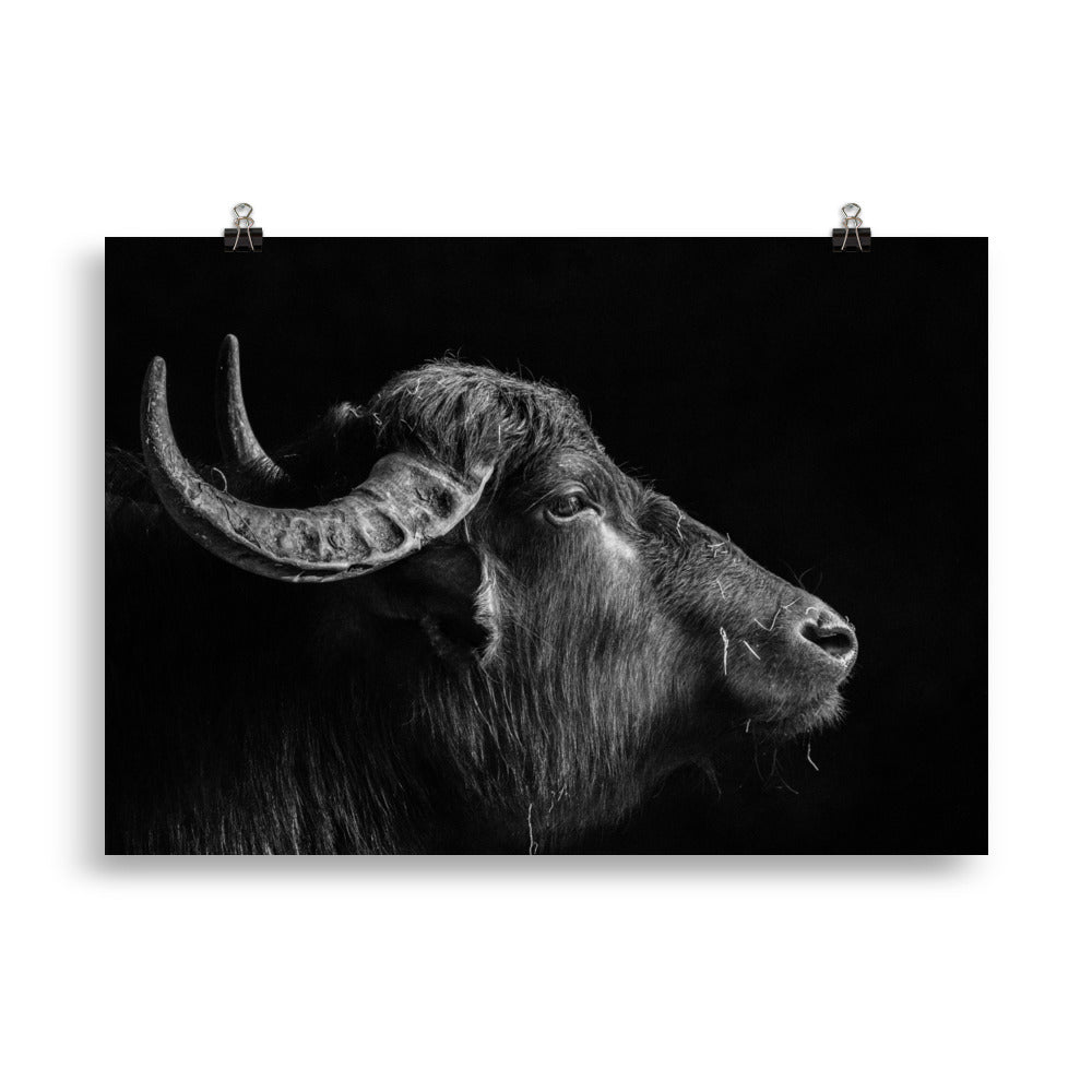 Wasserbüffel - Poster