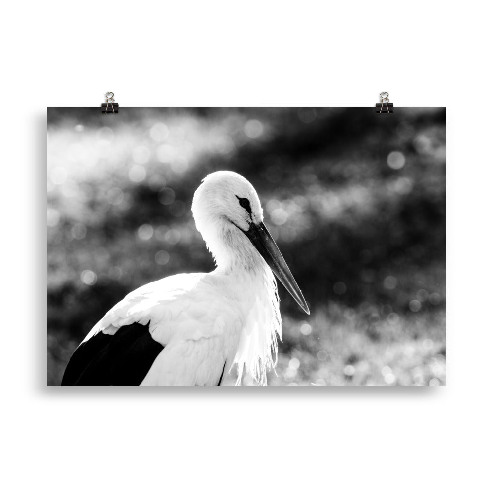 Storch - Poster