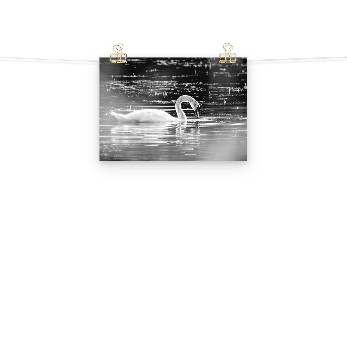 Schwan - Poster