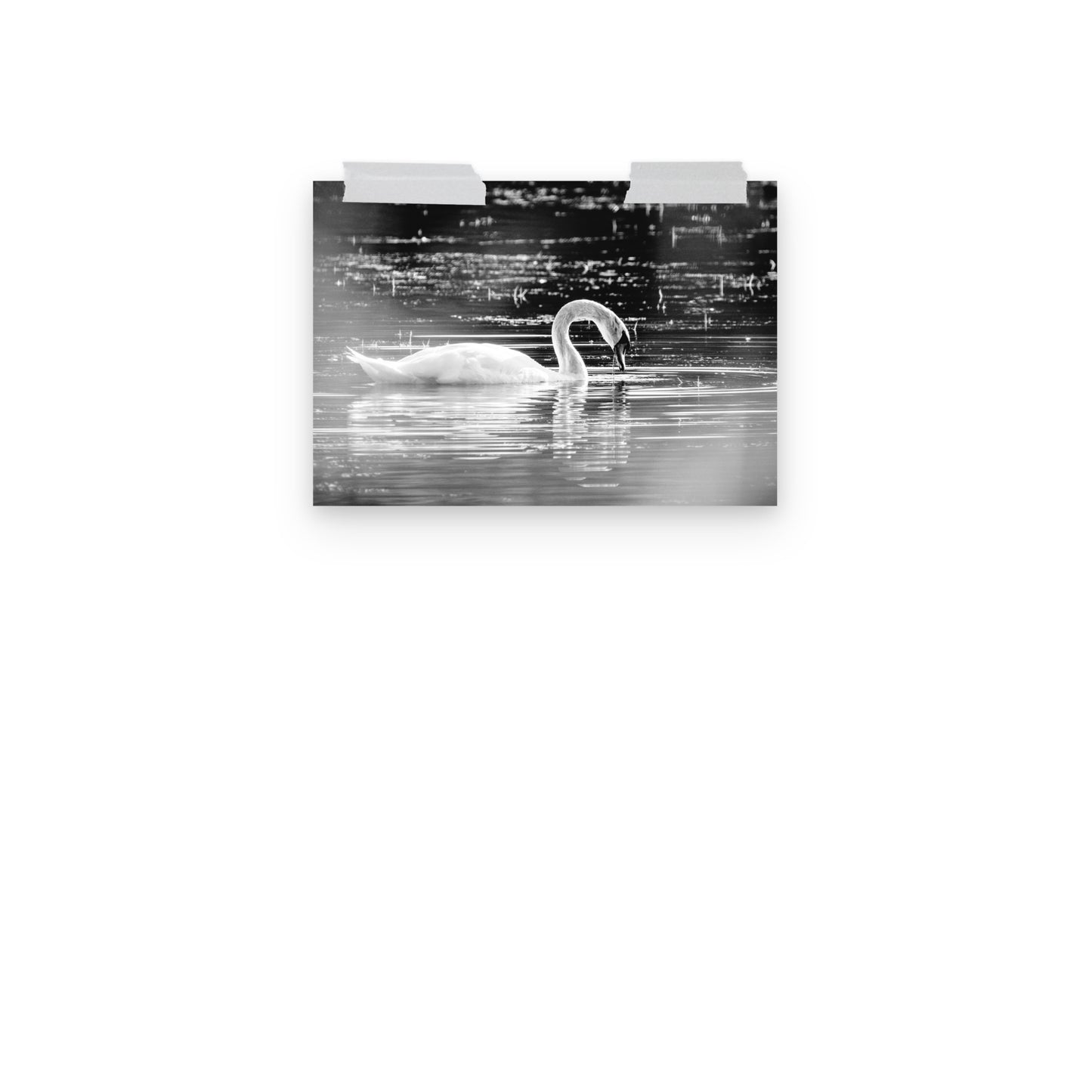 Schwan - Poster