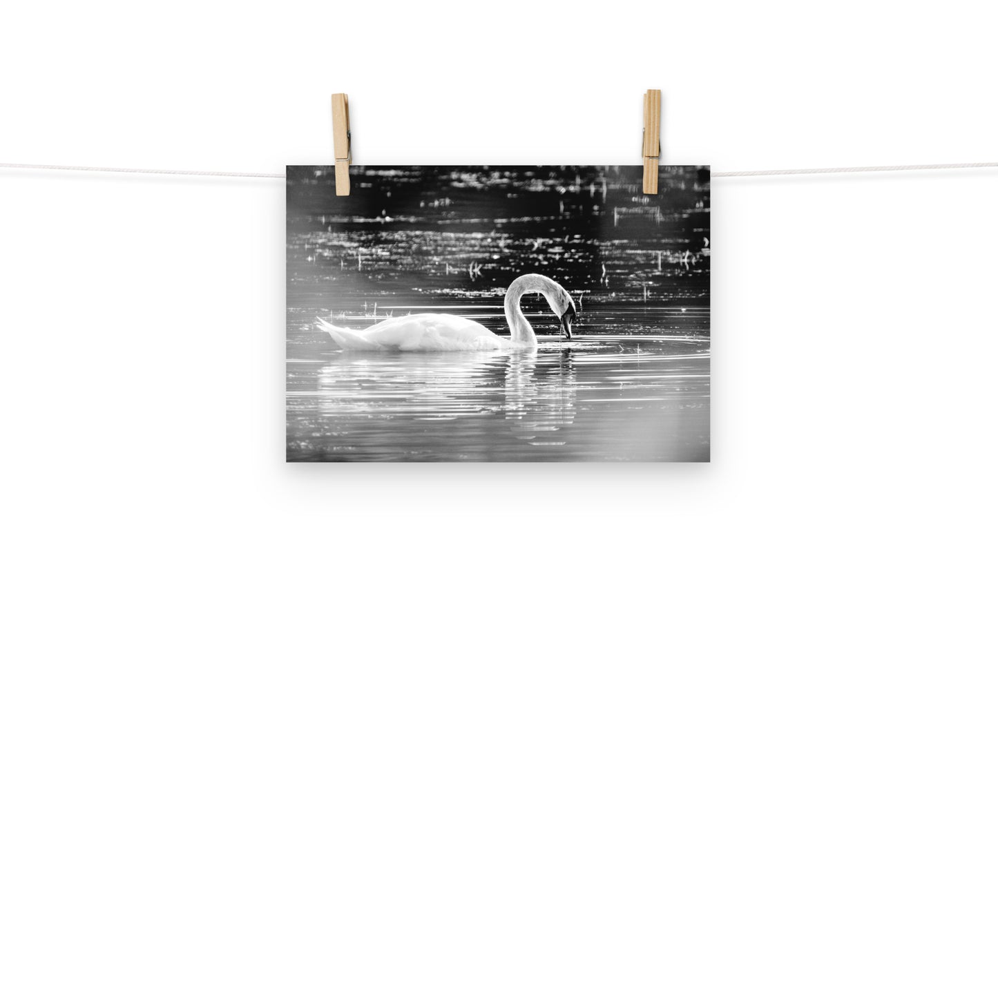 Schwan - Poster