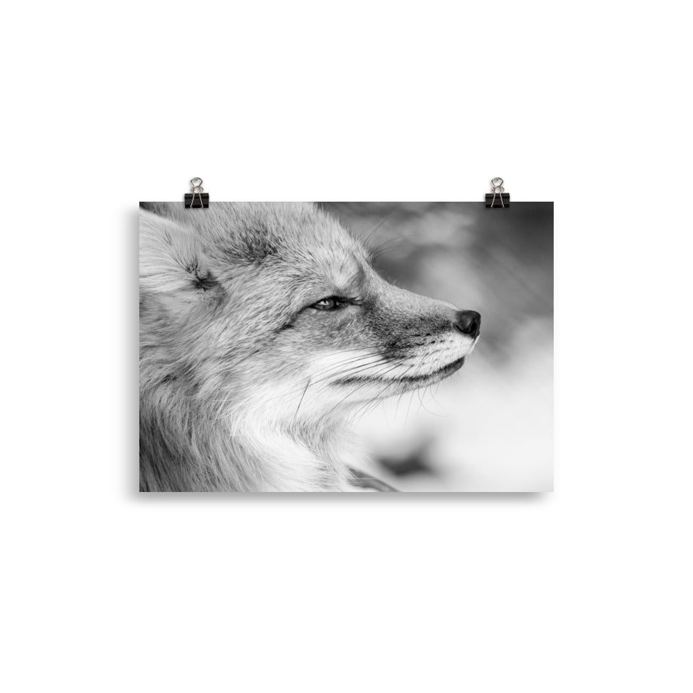 Fuchs - Poster