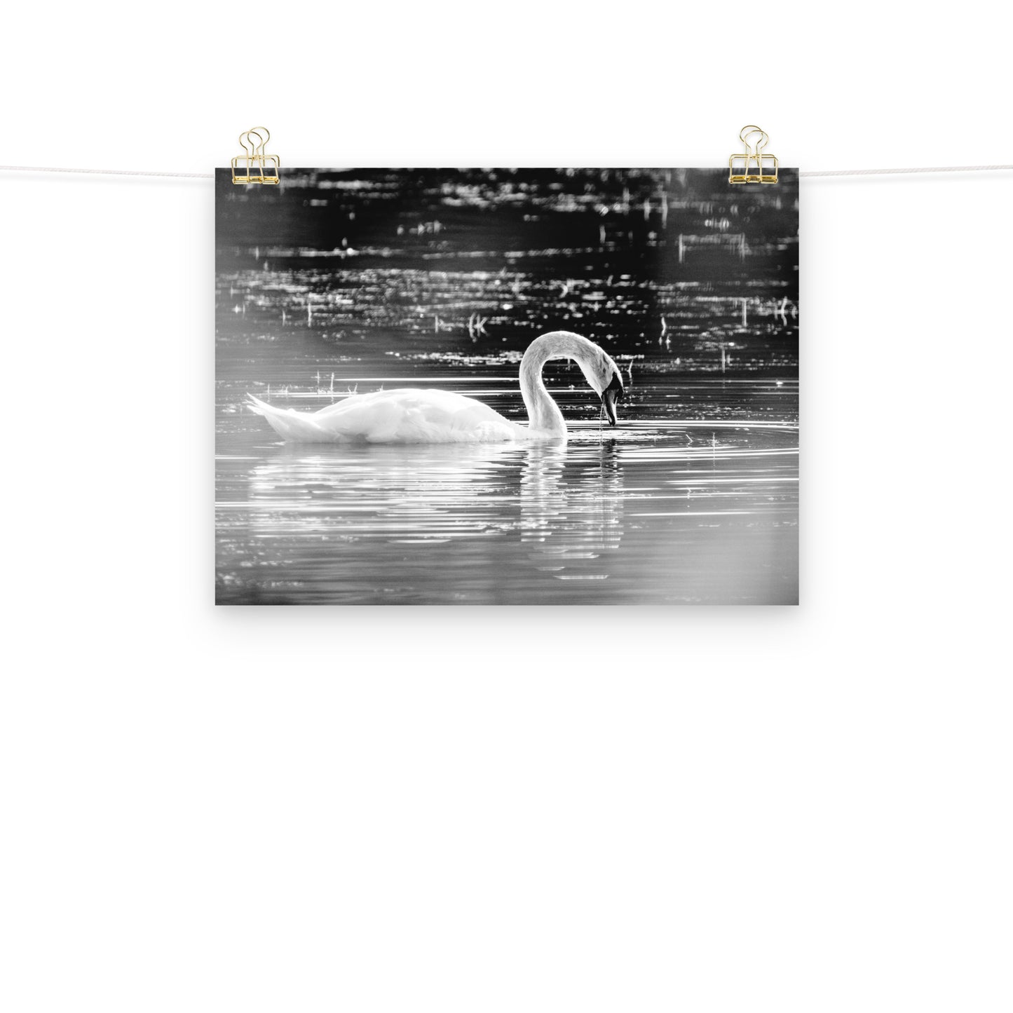 Schwan - Poster