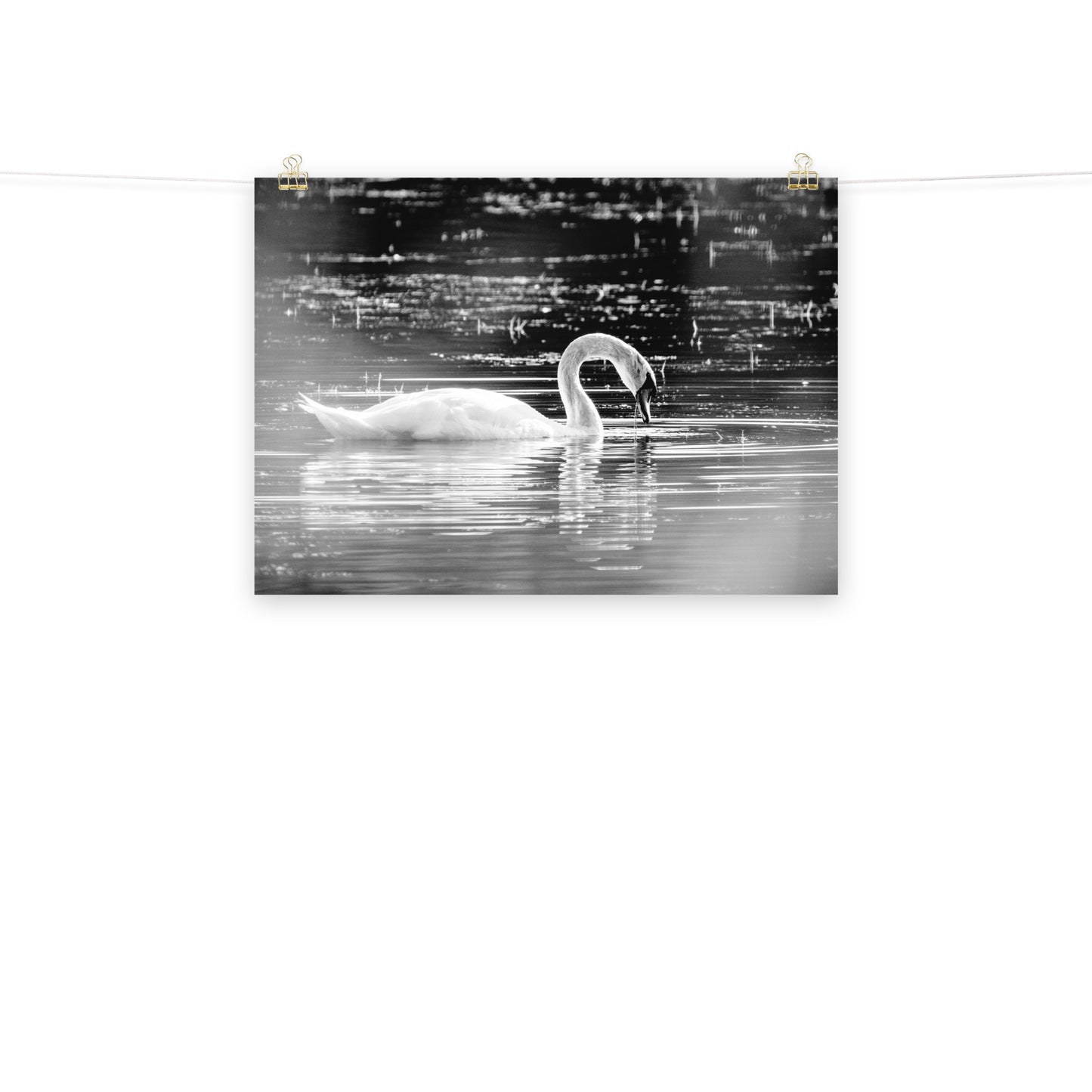 Schwan - Poster