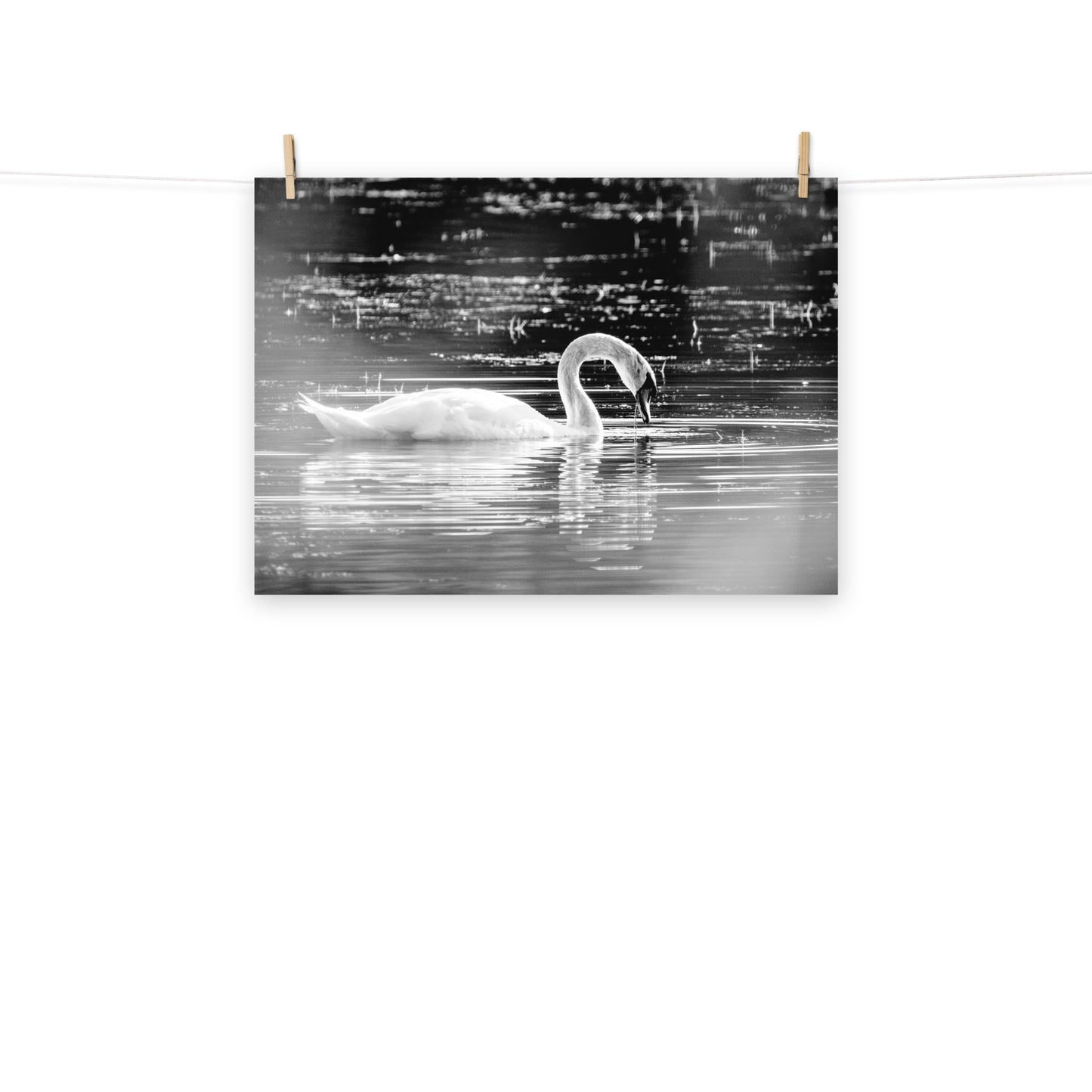 Schwan - Poster