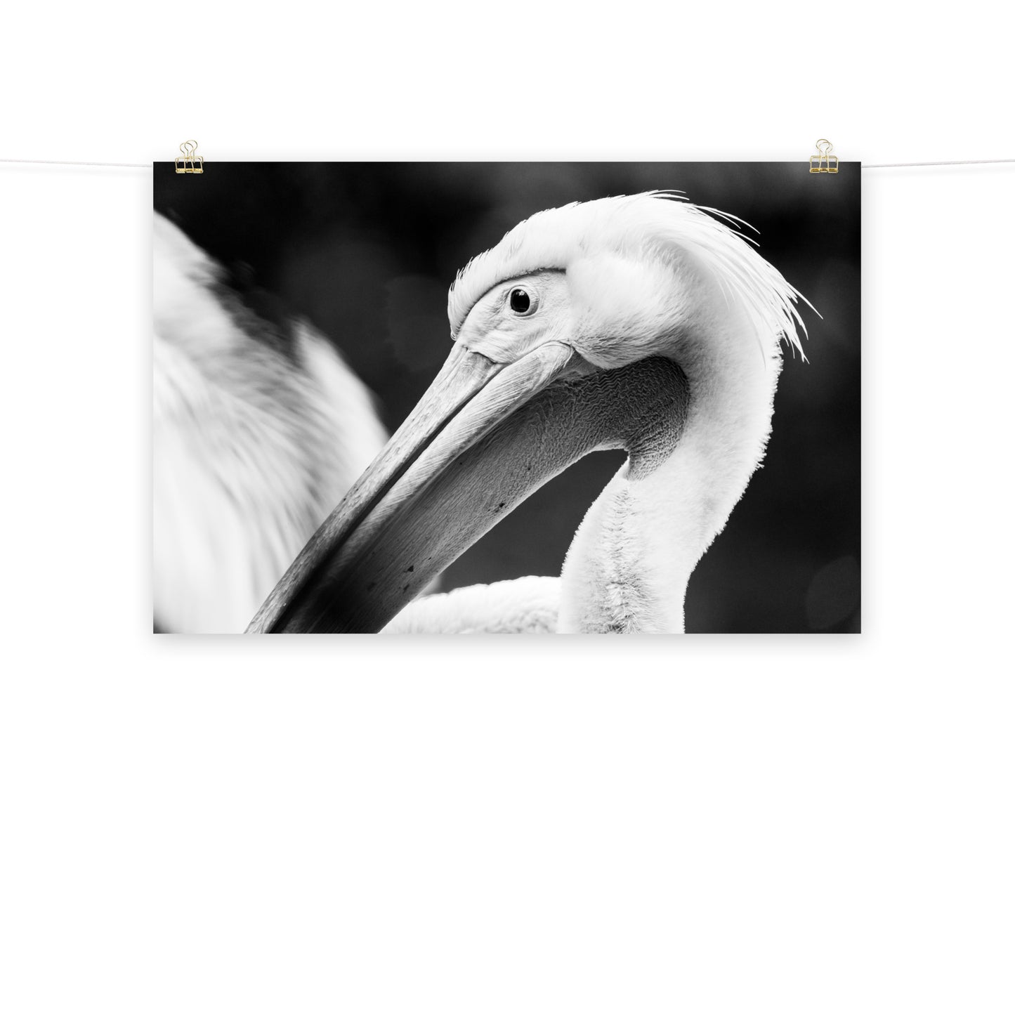 Pelikan - Poster