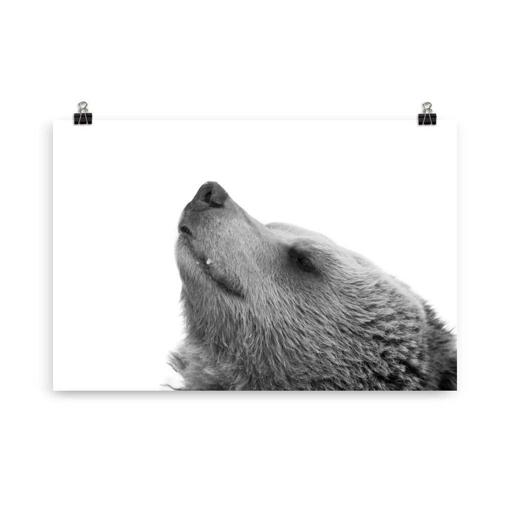 Bär - Poster