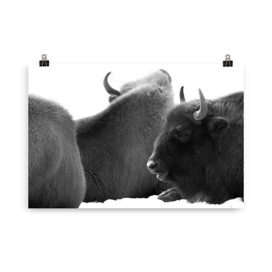 Wisent - Poster