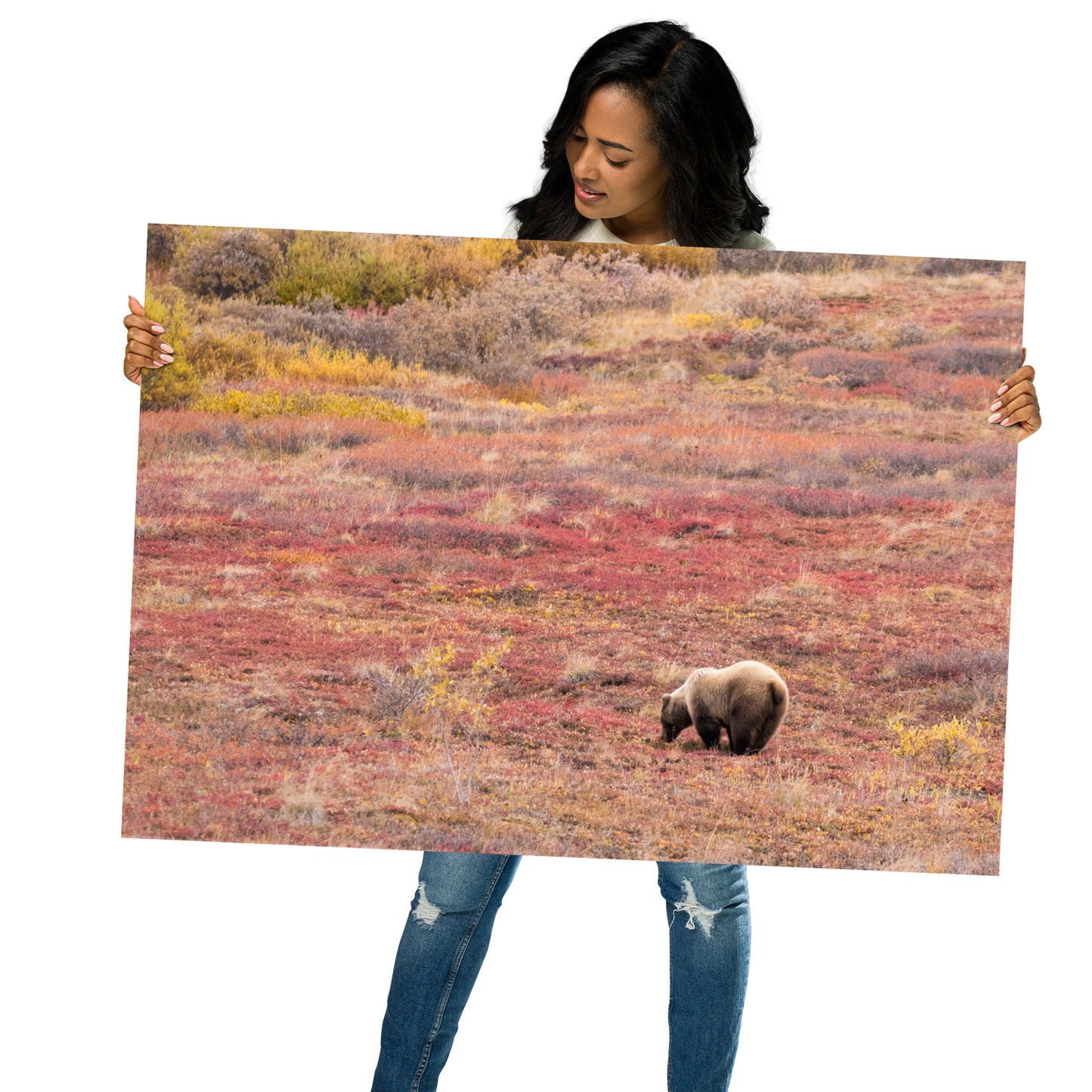 Grizzly im Denali National park Alaska - Poster