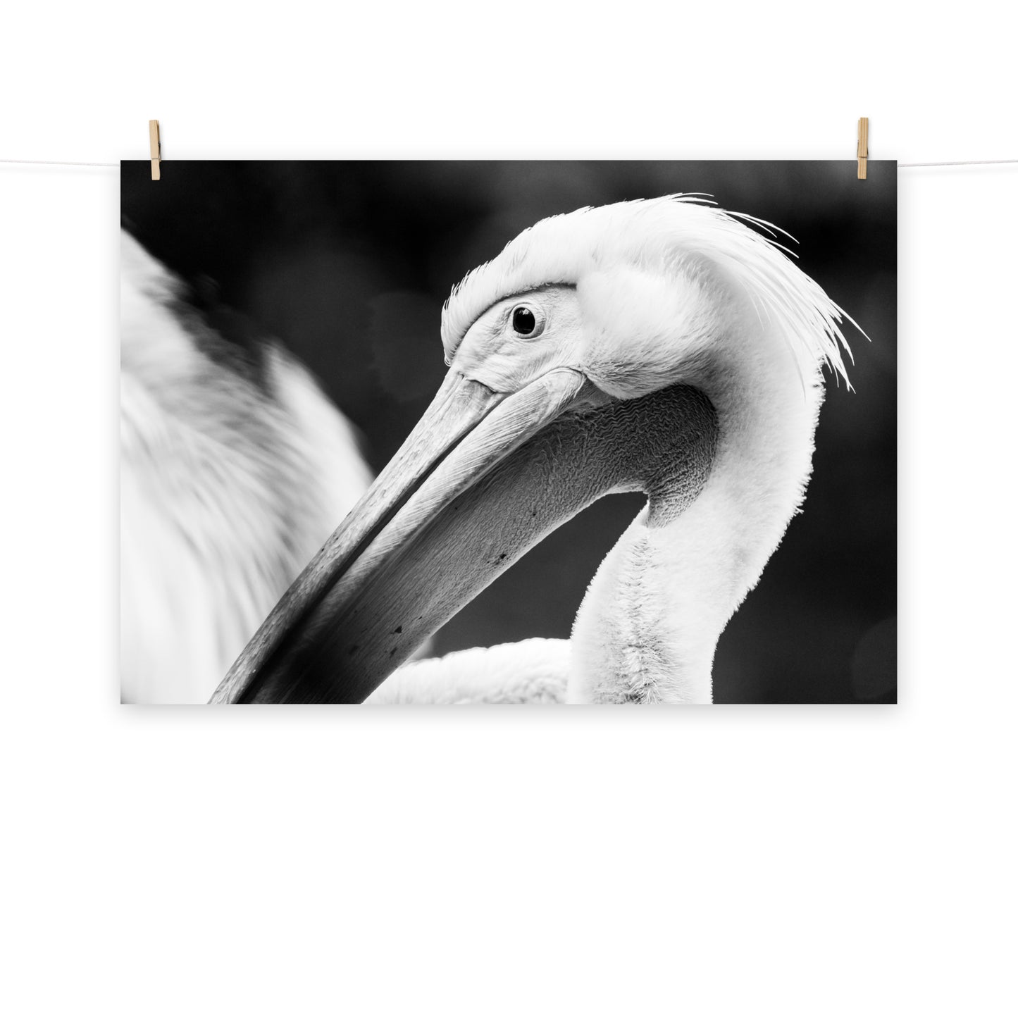 Pelikan - Poster